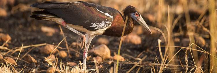 Addis Ababa – Maze National Park