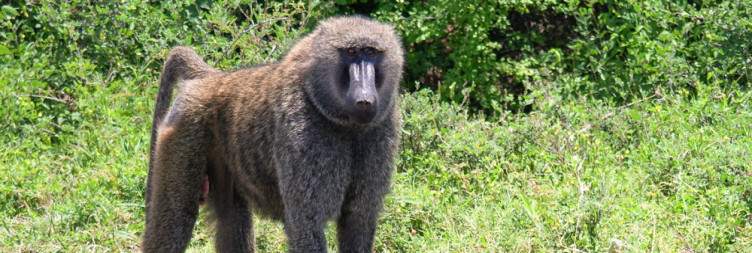 Game Drive in Nechisar National Park