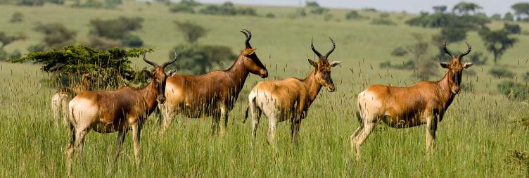 Senkele wildlife Sanctuary