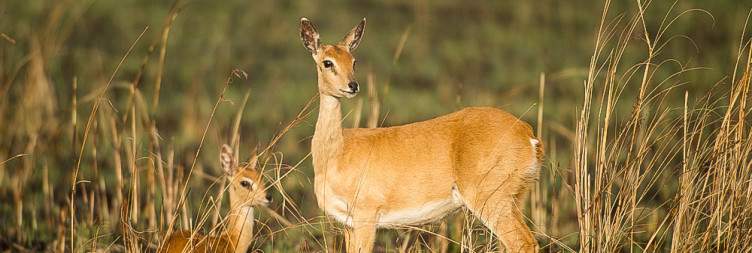 Visit the Sankalle Wilglife Sanctuary