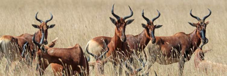 Senkele Swayne’s Hartebeest Sanctuary