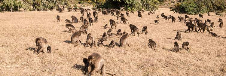Simien Mountains National Park Trek