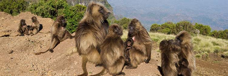 Addis Ababa – Gondar