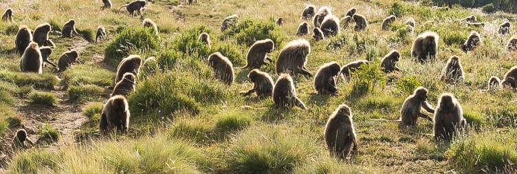 Excursion to Simien