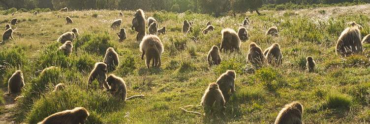 Addis Ababa – Gondar – Sankabar Trek