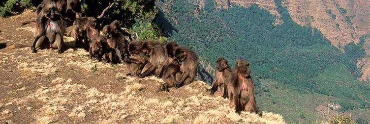 Full-Day Exploration of the Simien Mountains