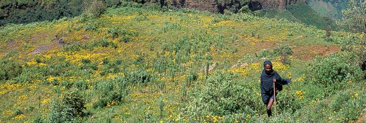 Along the spectacular North-Eastern walls of the Simien Mountains