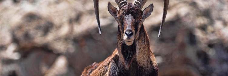 Simien Mountains Trek – Sankaber to Chenek