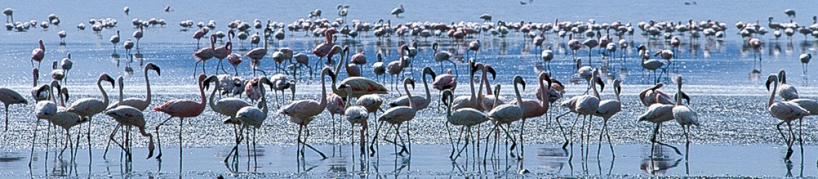 3-Day Abijatta-Shalla Lakes National Park Safari