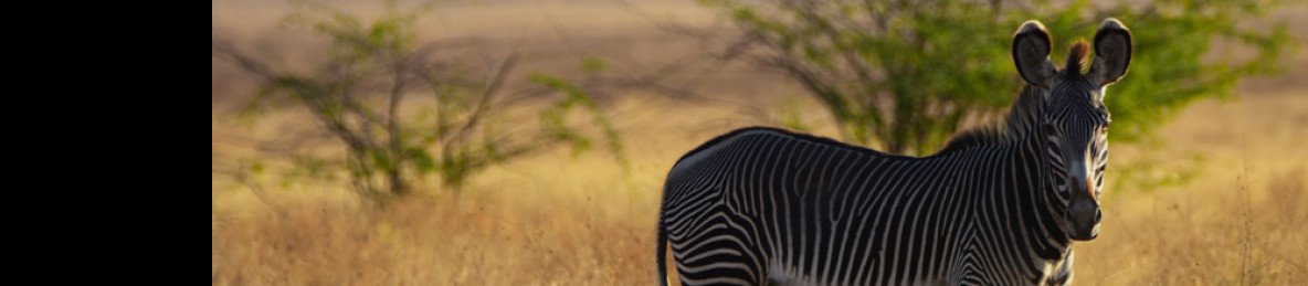 3-Day Awash National Park & Aledeghi Wildlife Reserve