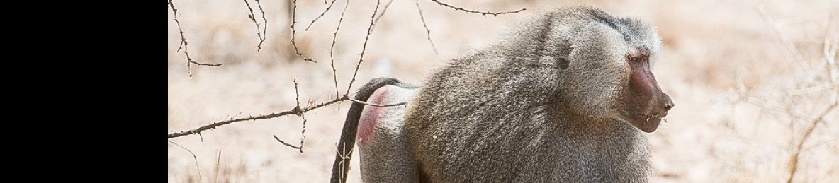 2-Day Awash National Park