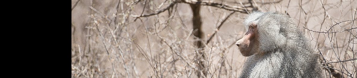 2-Day Awash Ali Degh Wildlife Excursion