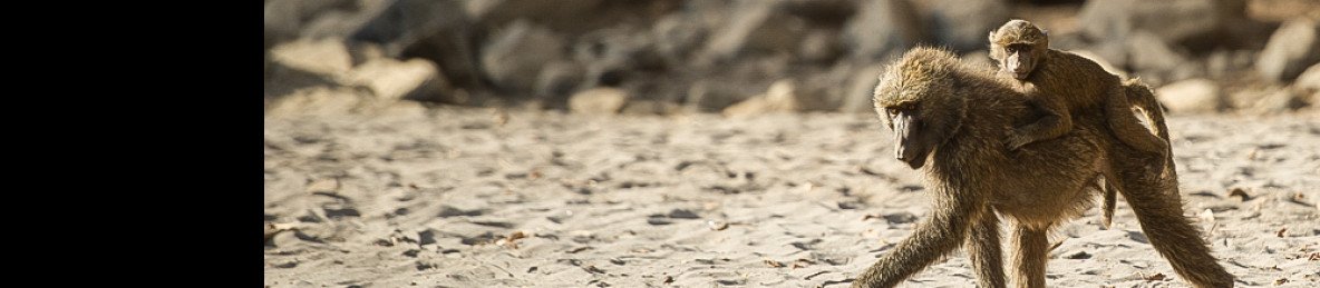 4-Day Wenchi Crater - Lake Awash Park Wildlife Safari