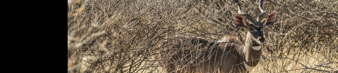 8-Day Wildlife Safari Adventure in Ethiopia