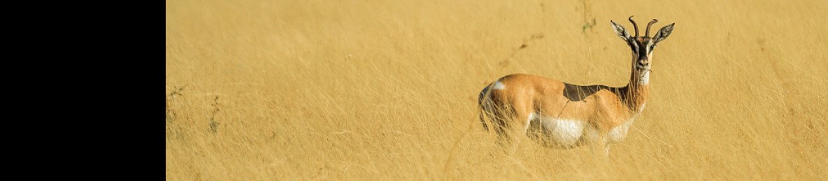 2-Day Excursion to Awash National Park from Addis Ababa