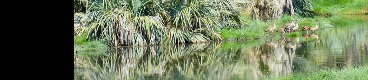 2-Day Awash National Park Adventure and Surrounding Tour