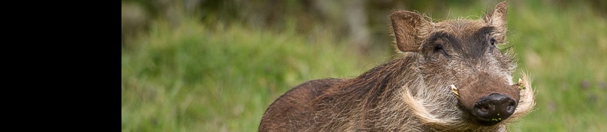 9-Day Simien & Bale Mountain Wildlife & Nature Tour
