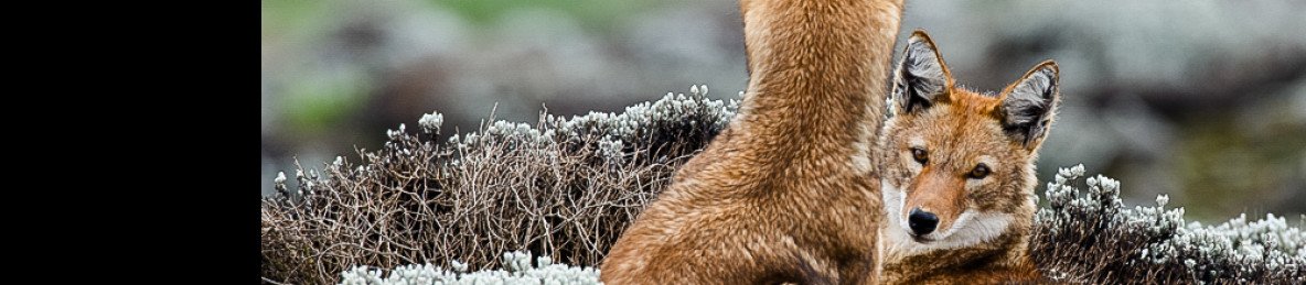 10-Day Bale Mountains, Coffee & Rift Valley Lakes Tour