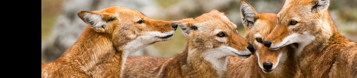 4-Day Bale Mountain Safari Experience