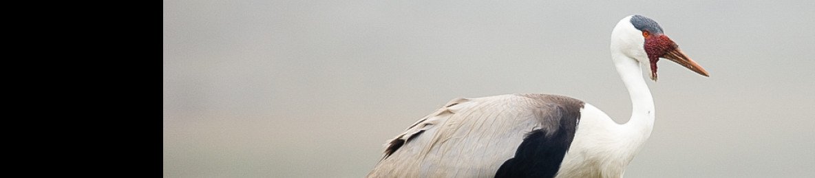 12-Day Ethiopia Birding & Endemics Tour