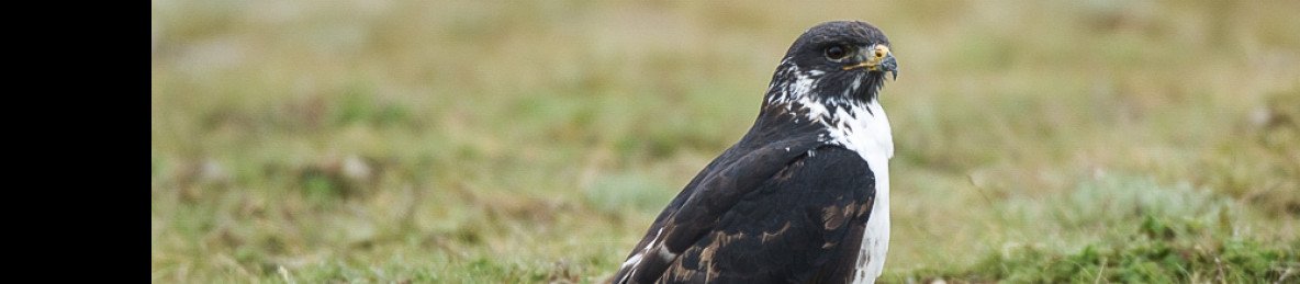 6-Day Ethiopia's Birding Adventure Tour