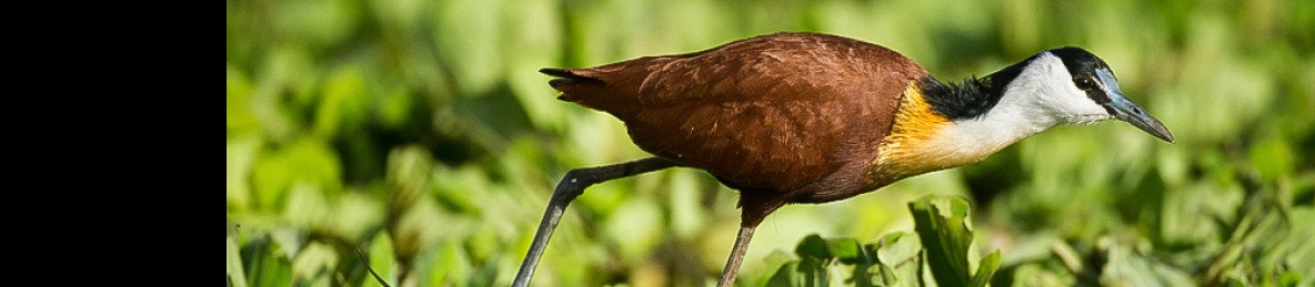 8-Day Awash & Rift Valley Birding Adventure