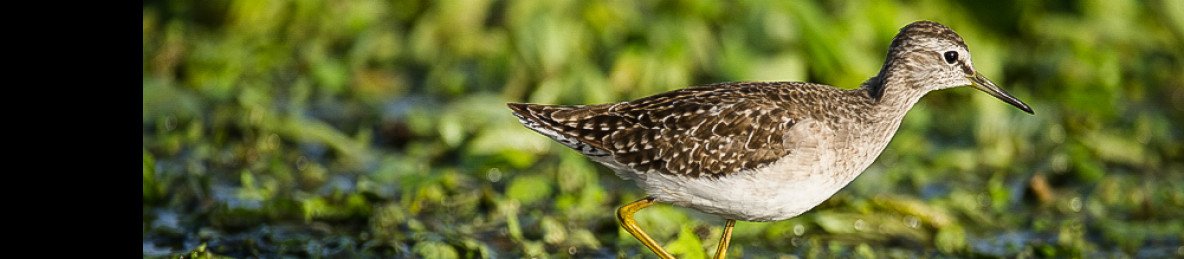 7-Day Ethiopia Birdwatching Tour