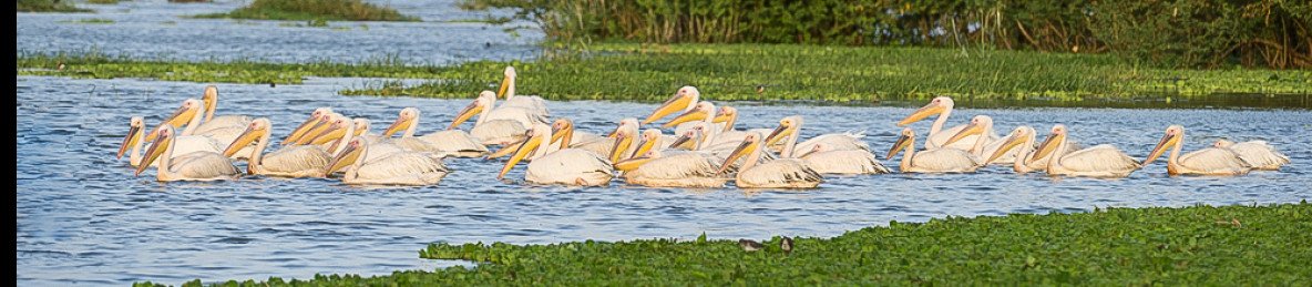 1-Day Lake Ziway Adventure- Birds, Boats & Scenic Views