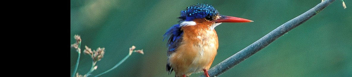 10-Day Ethiopia Birdwatching Adventure Tour