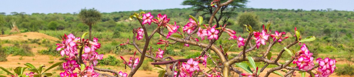 5-Day Mago National Park Safari