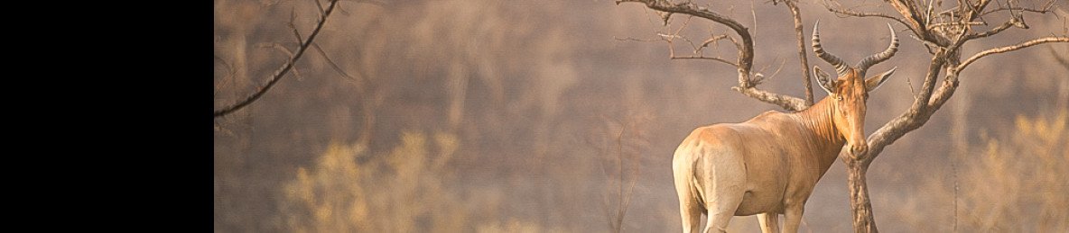 3-Day Rift Valley Wonders & Thrills to Awash NP