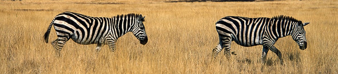 3-Day Discover the Wildlife of Awash National Park