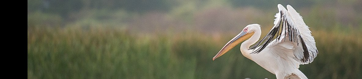 10-Day Ethiopia Birding & Wildlife Explorer