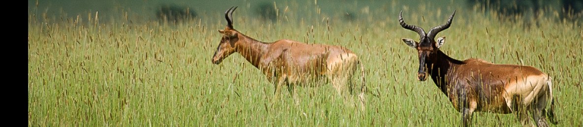 6-Day Wildlife and Cofee Trails of Western Ethiopia