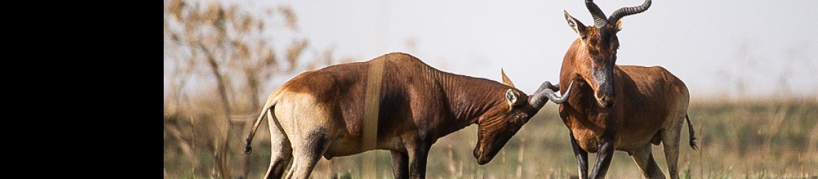 2-Day Awash National Park Game Safari