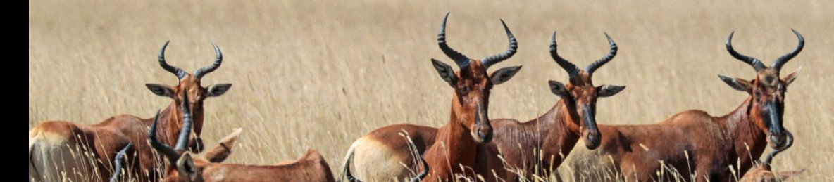 5-Day Trekking Tour to Bale Mountain