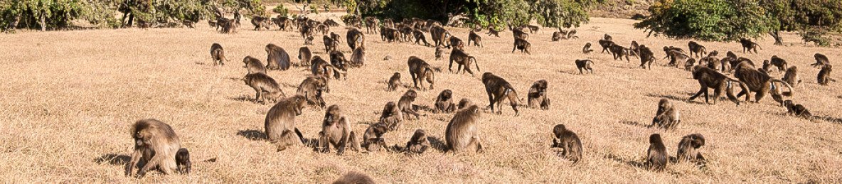 3-Day Ethiopia Camping and Trekking Tour