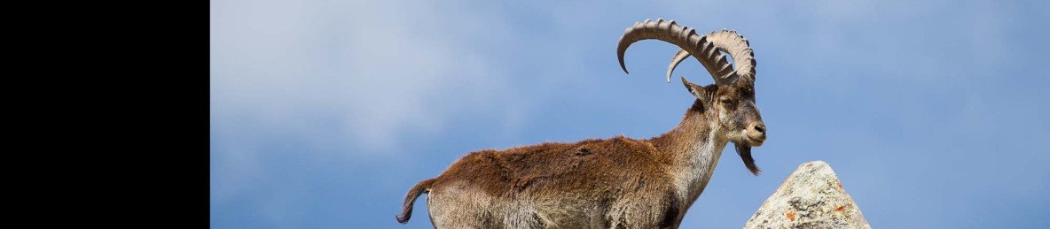 12-Day Ethiopian Mammal Watching Tour
