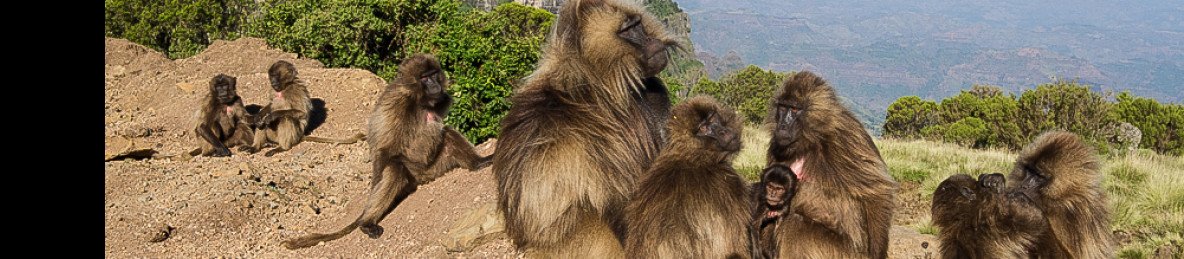 1-Day Trip to Simien Mountains from Gonder Back Gonder