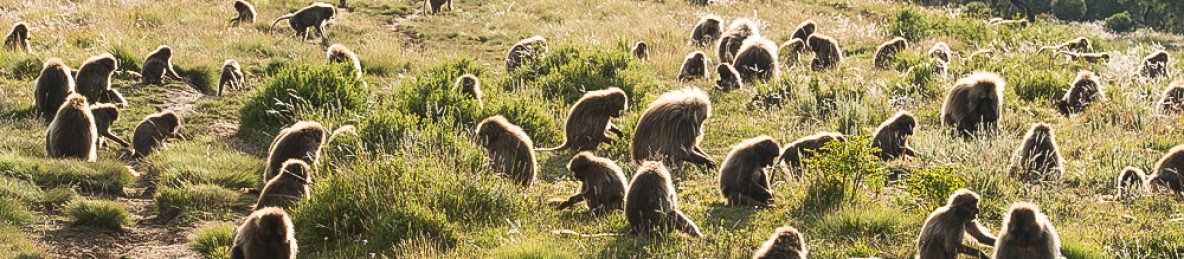 12-Day Land of Origins Safari Ethiopias Wild Landscape