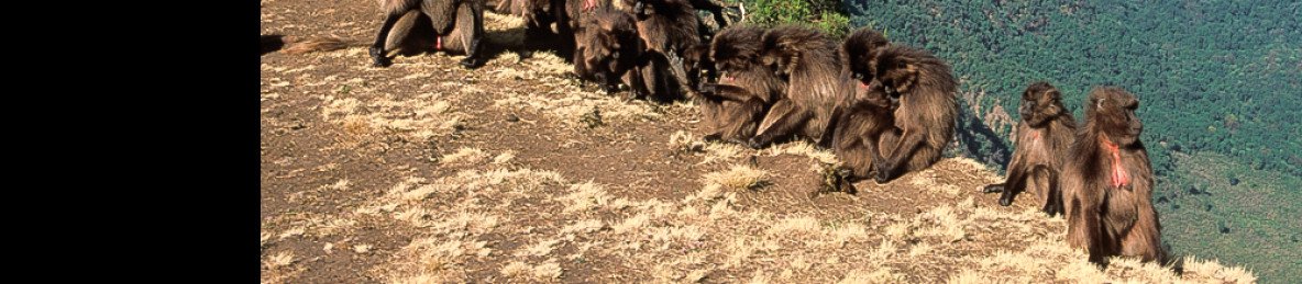 4-Day Simien Mountains Fixed Departure Group Trek