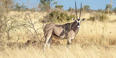 Genet Hotel Awash Mid-range hotel less than 1hr drive from Awash NP – Breakfast Included