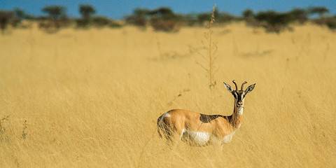 Budget camping Inside Awash NP – All Meals Included