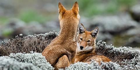 Mid-range camping Inside Bale Mountains NP – All Meals Included