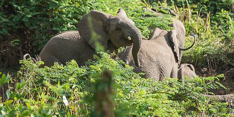 Chebera Elephant Paw Lodge Mid-range lodge less than 1hr drive from Chebera-Churchura NP – Breakfast Included