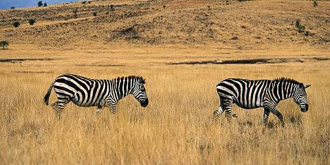 Awash Falls Lodge Mid-range lodge just outside Awash NP – All Meals Included
