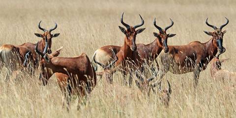 Budget camping Inside Bale Mountains NP – All Meals Included