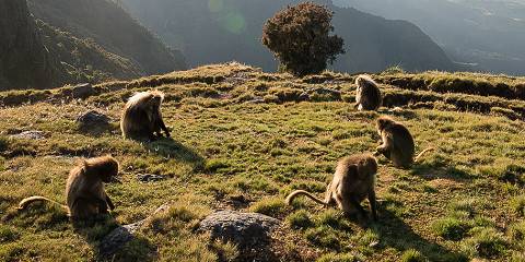 Budget camping Inside Simien Mountains NP – All Meals Included