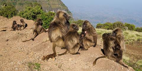 Budget camping Inside Simien Mountains NP – All Meals Included