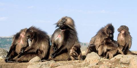 Budget camping Inside Simien Mountains NP – All Meals Included
